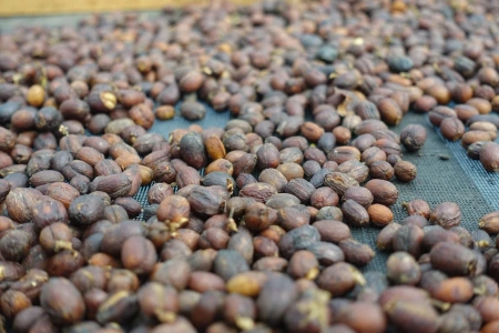 Kawa ziarnista Brazylia Sul de Minas
